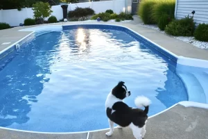 Piscine rénovée avec une surface en béton meulée, avec un chien en premier plan.